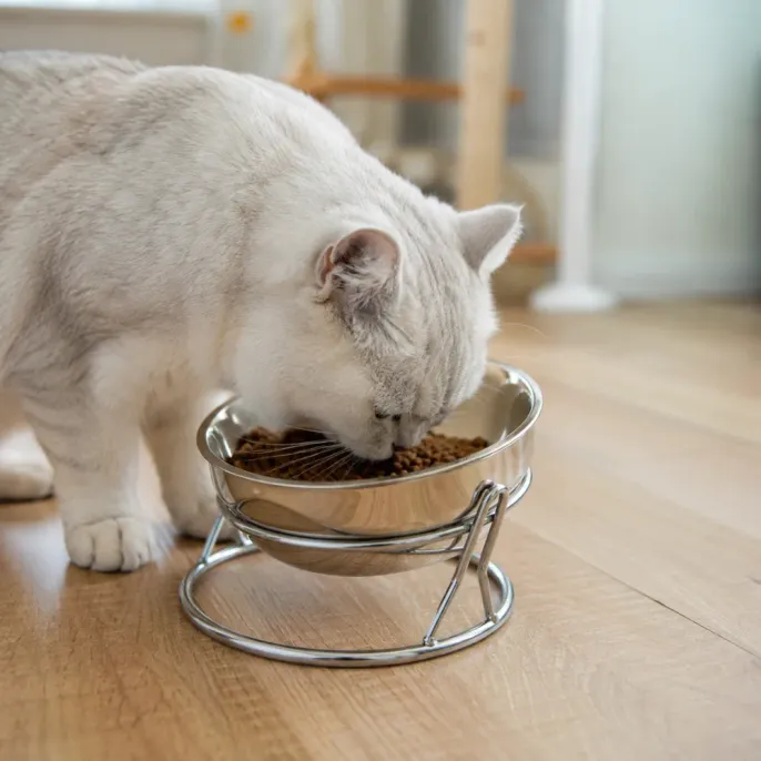 Cat Eating from Elevated Stainless Steel Bowl White cat eating dry food from elevated stainless steel cat bowl in home environment