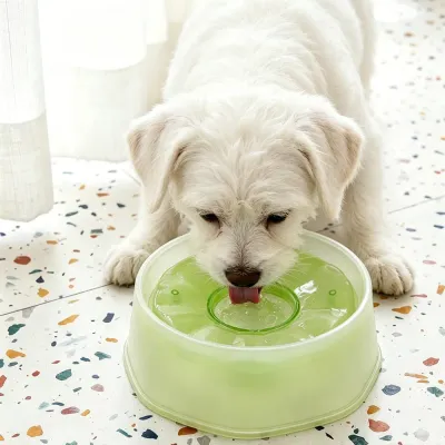 Dog Drinking from Green Floating Pet Water Bowl White dog drinking from green floating pet water bowl in a bright indoor room