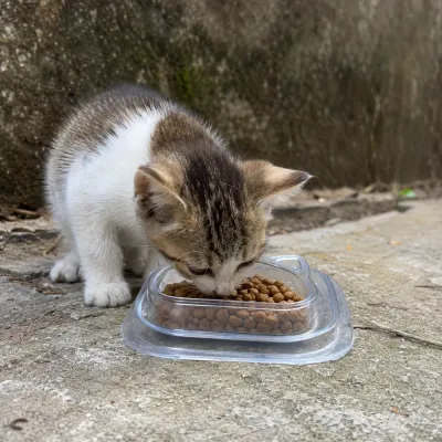 Kitten Eating from Disposable Cat Bowl Outdoors Kitten eating dry cat food from a transparent disposable cat bowl outdoors