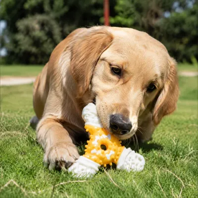 Golden Retriever Playing with Nylon Rubber Dog Chew Toy Outdoor Golden retriever dog chewing yellow nylon rubber chew toy on grass outdoor park