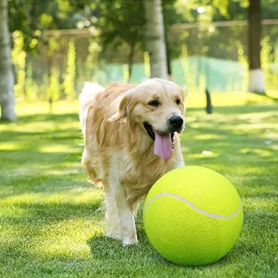 golden retriever playing outdoors with large green giant tennis ball dog toy on grass