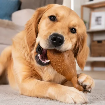 Dog Playing with Chicken Drumstick Chew Toy Indoors Golden retriever chewing chicken drumstick dog chew toy indoors for interactive play