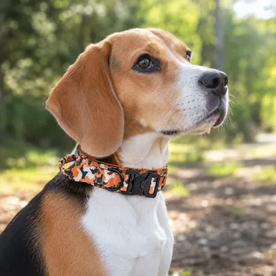 Beagle wearing an orange camouflage anti-pull dog collar outdoors for safe walking and training.