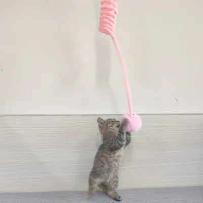 Kitten playing with a pink retractable spring cat teaser wand and soft fluffy ball indoors