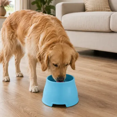 Golden retriever drinking water from a blue elevated pet bowl in a modern living room.
