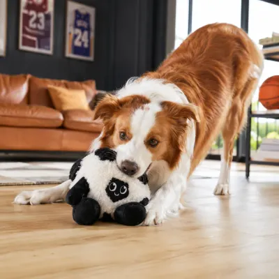Dog Playing with Football Plush Toy Indoors Dog playing with a soft football plush toy during indoor interactive play