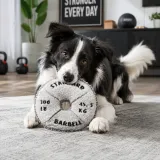 Dog Playing with Weight Plate Plush Squeaky Toy Dog playing with weight plate plush squeaky toy indoors for interactive chewing fun
