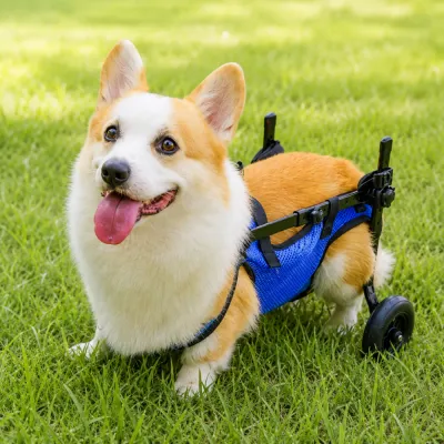 Corgi Using a Rear Support Dog Wheelchair Outdoors Corgi wearing a blue rear support dog wheelchair while standing on grass outdoors.