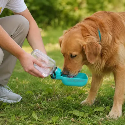 Golden Retriever drinking from a portable dog water bottle during an outdoor walk, leak-proof travel water dispenser for dogs.