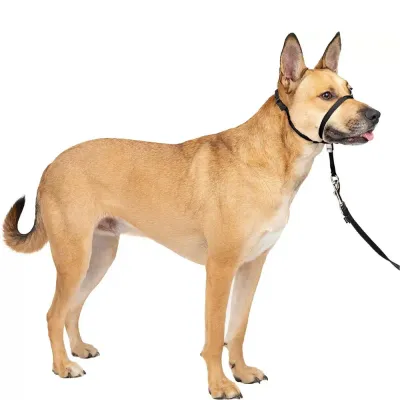 Large dog wearing a black adjustable head halter with padded nose loop and leash attachment