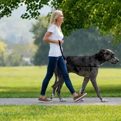 Woman walking a large dog outdoors using a black no pull dog head halter and leash