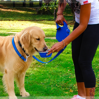 Golden retriever drinking from a collapsible water bowl attached to a portable 3-in-1 dog walking leash outdoors