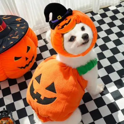 Small Dog Wearing Halloween Pumpkin Costume with Witch Hat Small white dog wearing an orange pumpkin Halloween costume with black witch hat for a Halloween party
