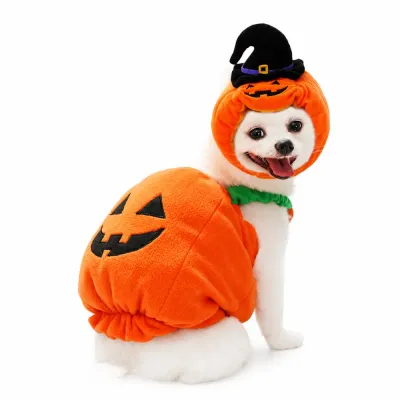 Dog Wearing Pumpkin Halloween Costume on White Background Small white dog wearing an orange pumpkin Halloween costume with witch hat on a white background