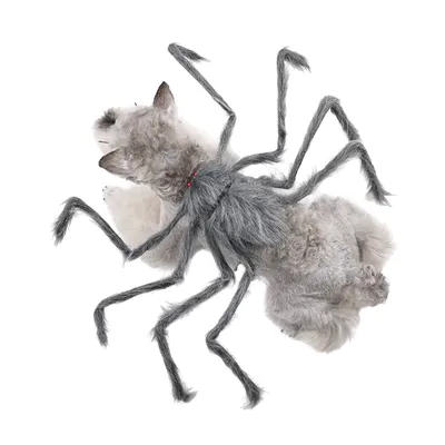 Small white dog wearing a grey furry spider Halloween costume with long spider legs on white background