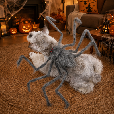 Dog Wearing Halloween Spider Costume at Home Small dog wearing a grey spider costume in a Halloween decorated living room with pumpkins and lights