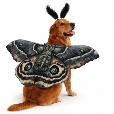 Dog Wearing Black Moth Wings Pet Costume Golden Retriever wearing black moth wings and feather headband pet Halloween costume