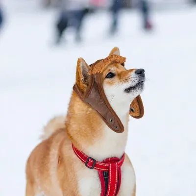 Dog Aviator Hat for Winter Outdoor Adventures Shiba Inu wearing a brown aviator hat outdoors in the snow during winter