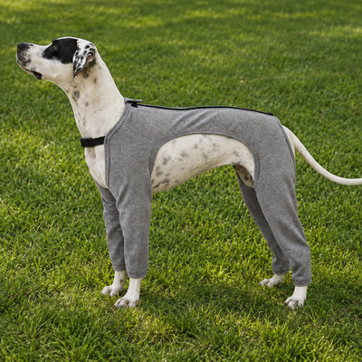 Dog Leg Warmer Protector for Outdoor Wear Large dog wearing grey dog leg warmer protector outdoors on grass