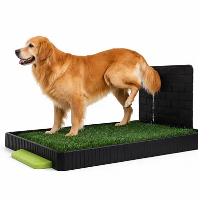 Golden retriever using artificial grass dog potty tray with raised splash guard and pull-out waste drawer