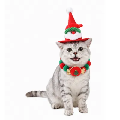 Silver tabby cat wearing a red Christmas Santa hat and red green festive collar set