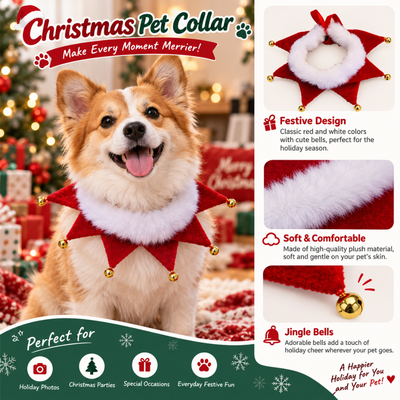 Corgi wearing red Christmas dog collar with white plush trim and decorative gold jingle bells
