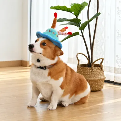 Corgi wearing a blue plush birthday cake hat with colorful candle decorations