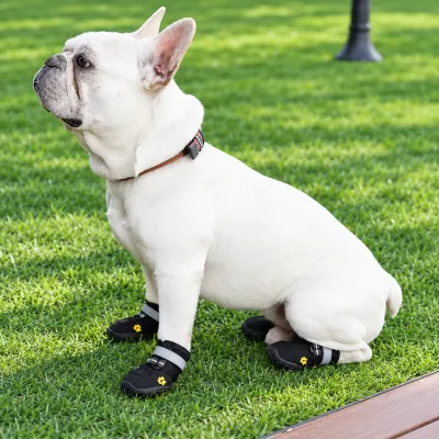 French Bulldog Wearing Protective Dog Boots Outdoors White French Bulldog wearing black protective dog boots with reflective straps and non slip soles while sitting on green grass outdoors.