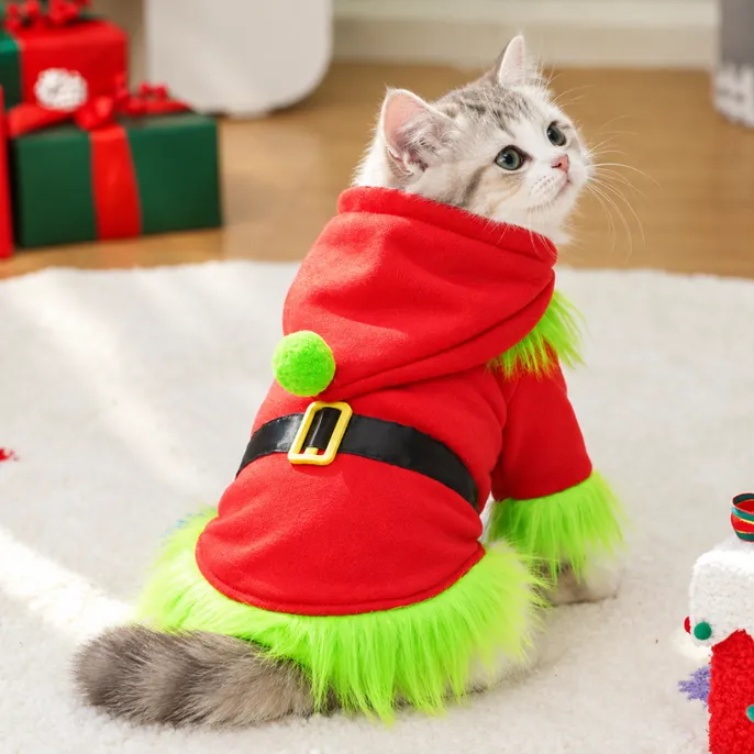 Cute gray and white cat wearing a red Christmas hoodie with green fluffy trim and black belt while sitting on a soft rug.